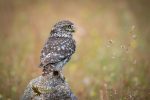 Hide de Mochuelo Europeo