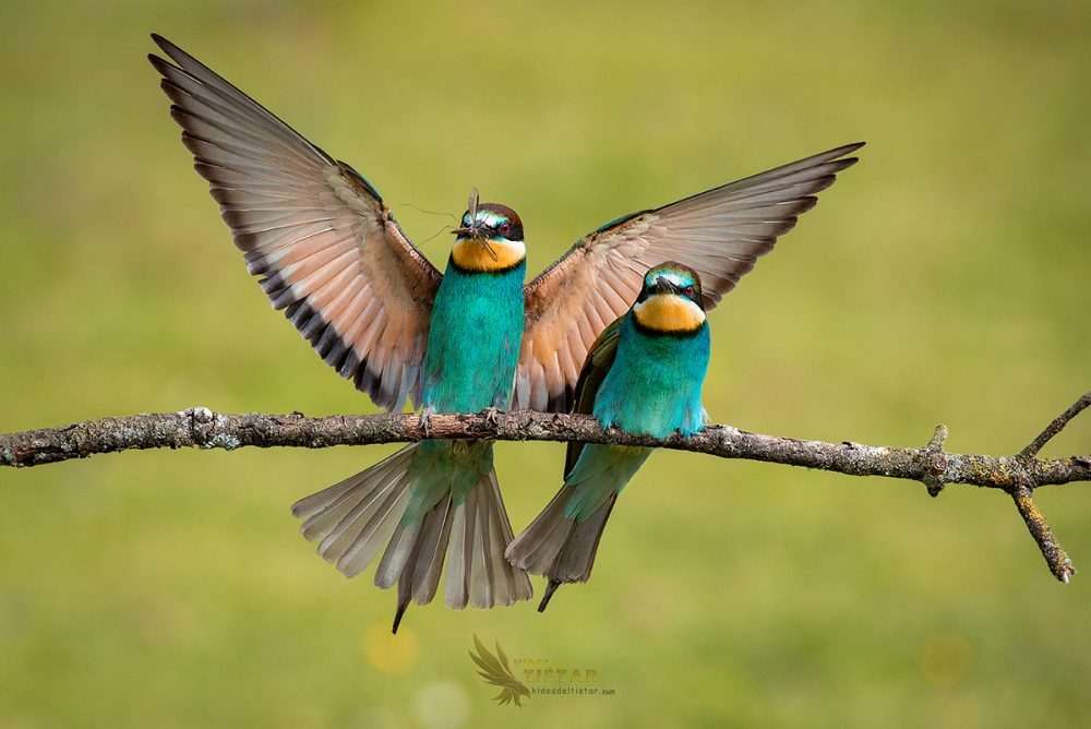 Hide Abejarucos, Merops apiaster
