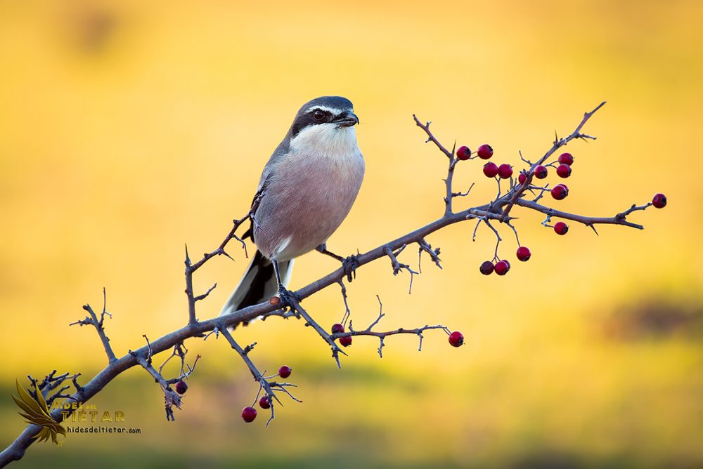 Hide de Alcaudón real