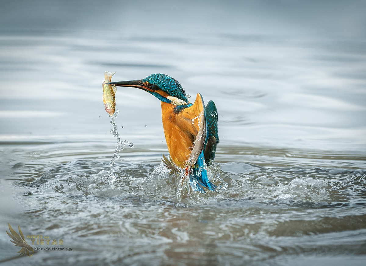 Hides del Tiétar. Martín pescador en acción Hide de Martín pescador kingfisher hides