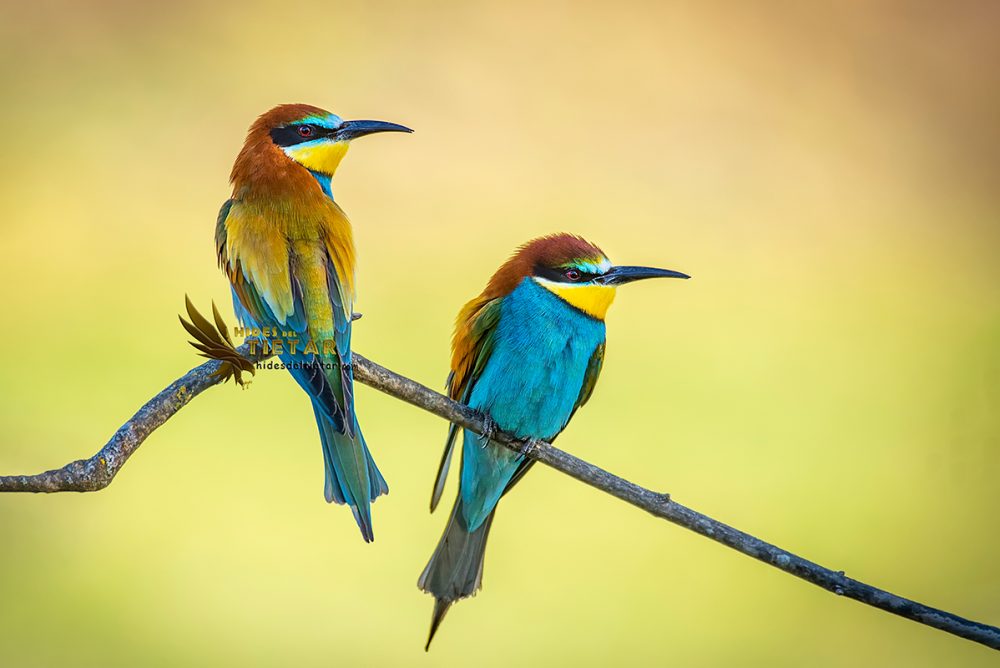 Talleres fotografía de fauna