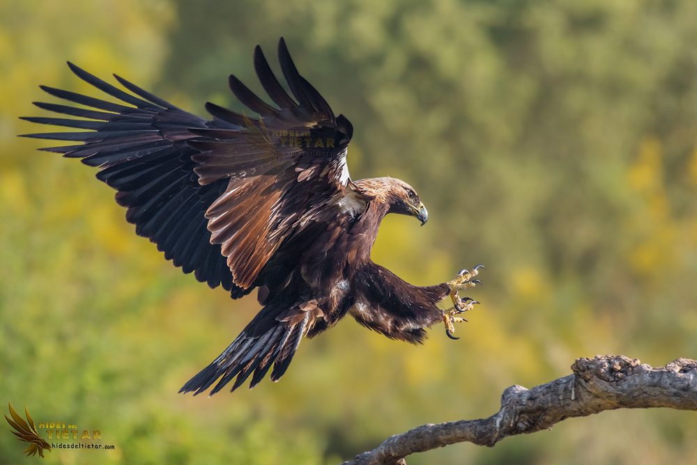 Hide Águila Imperial ibérica (Aquila adalberti)