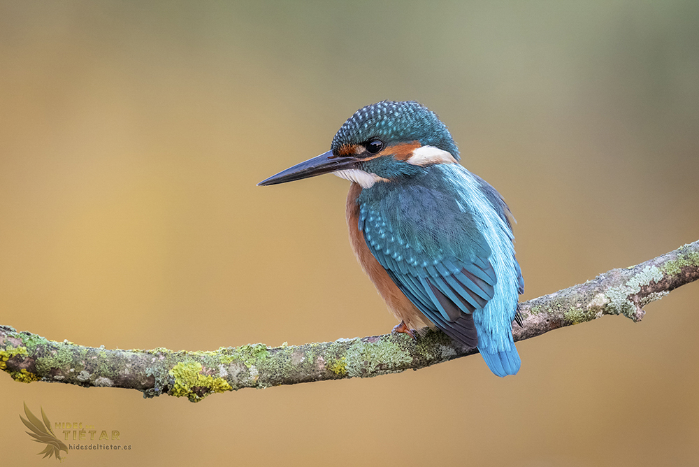 Alcedo atthis, Common kingfisher Hide Martín pescador