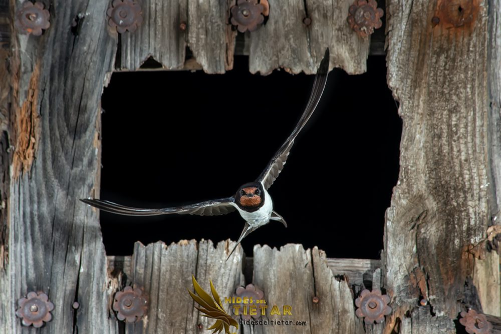 Talleres fotografía de fauna