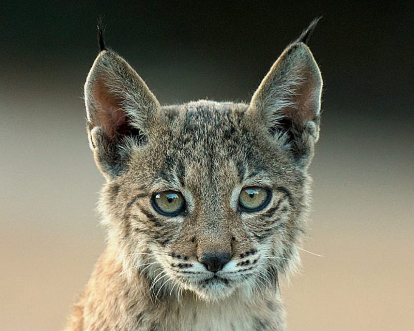 HIDE DE LINCE IBÉRICO