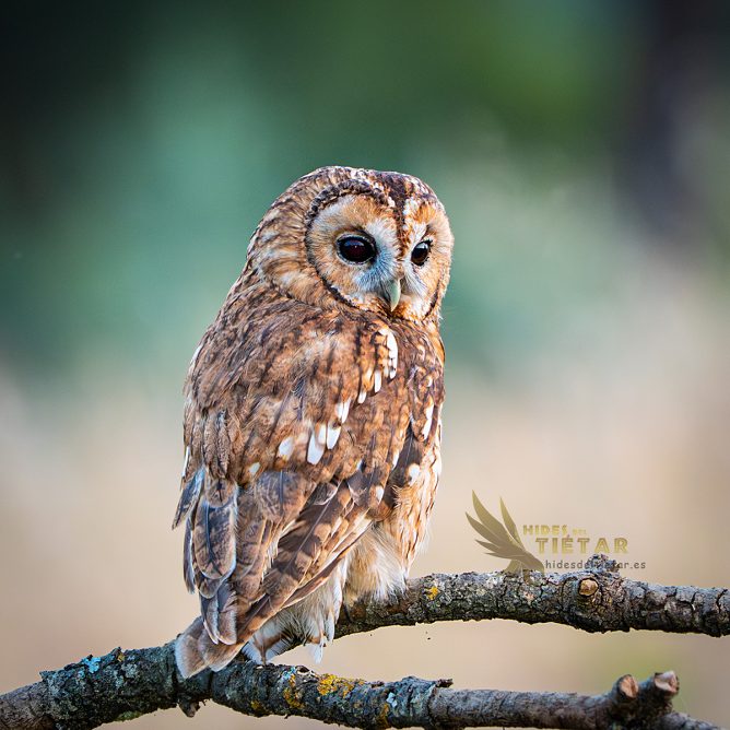 Hide de Cárabo común (Strix aluco)