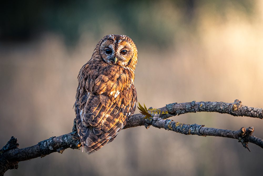Hide de Cárabo común (Strix aluco)