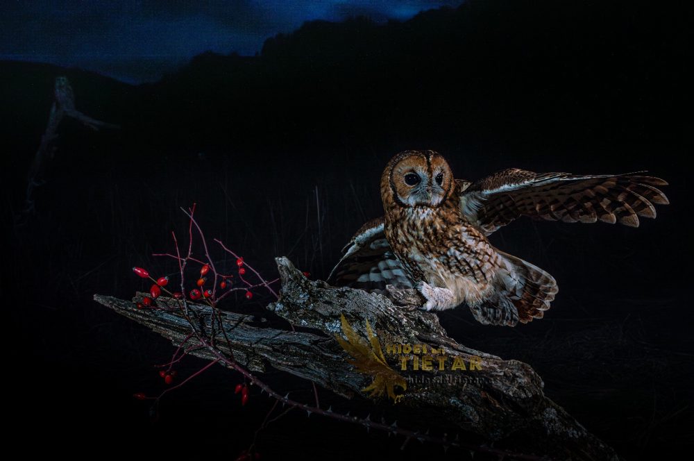 Hide de Cárabo común (Strix aluco)