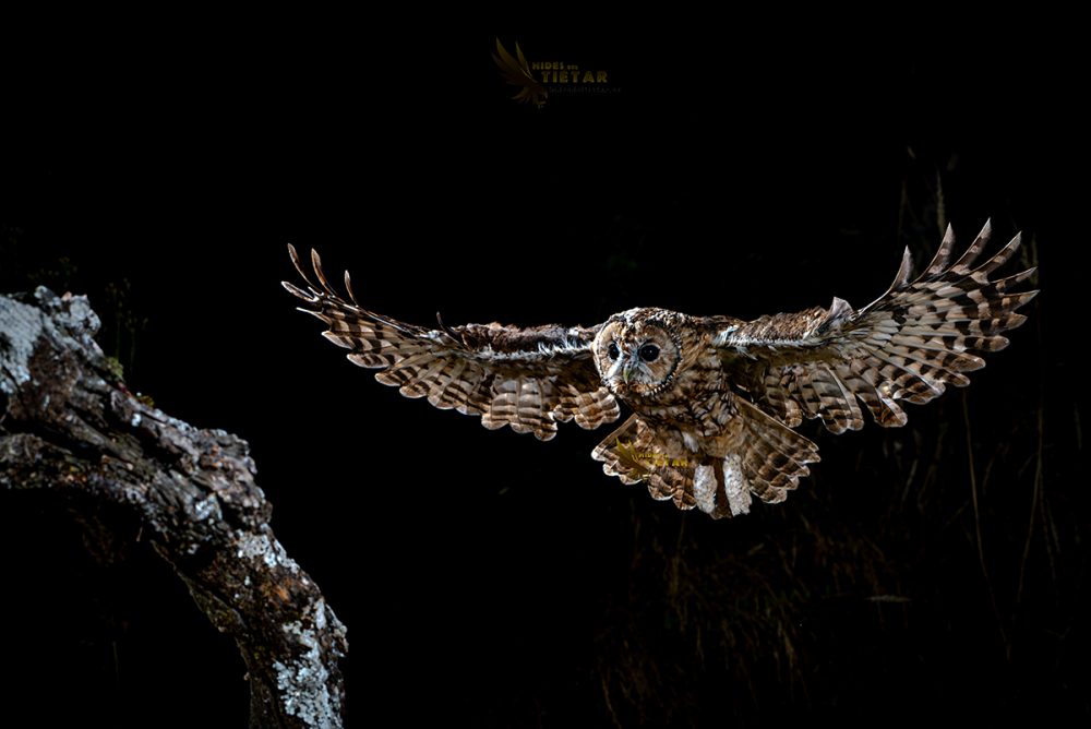 Hide de Cárabo común (Strix aluco)