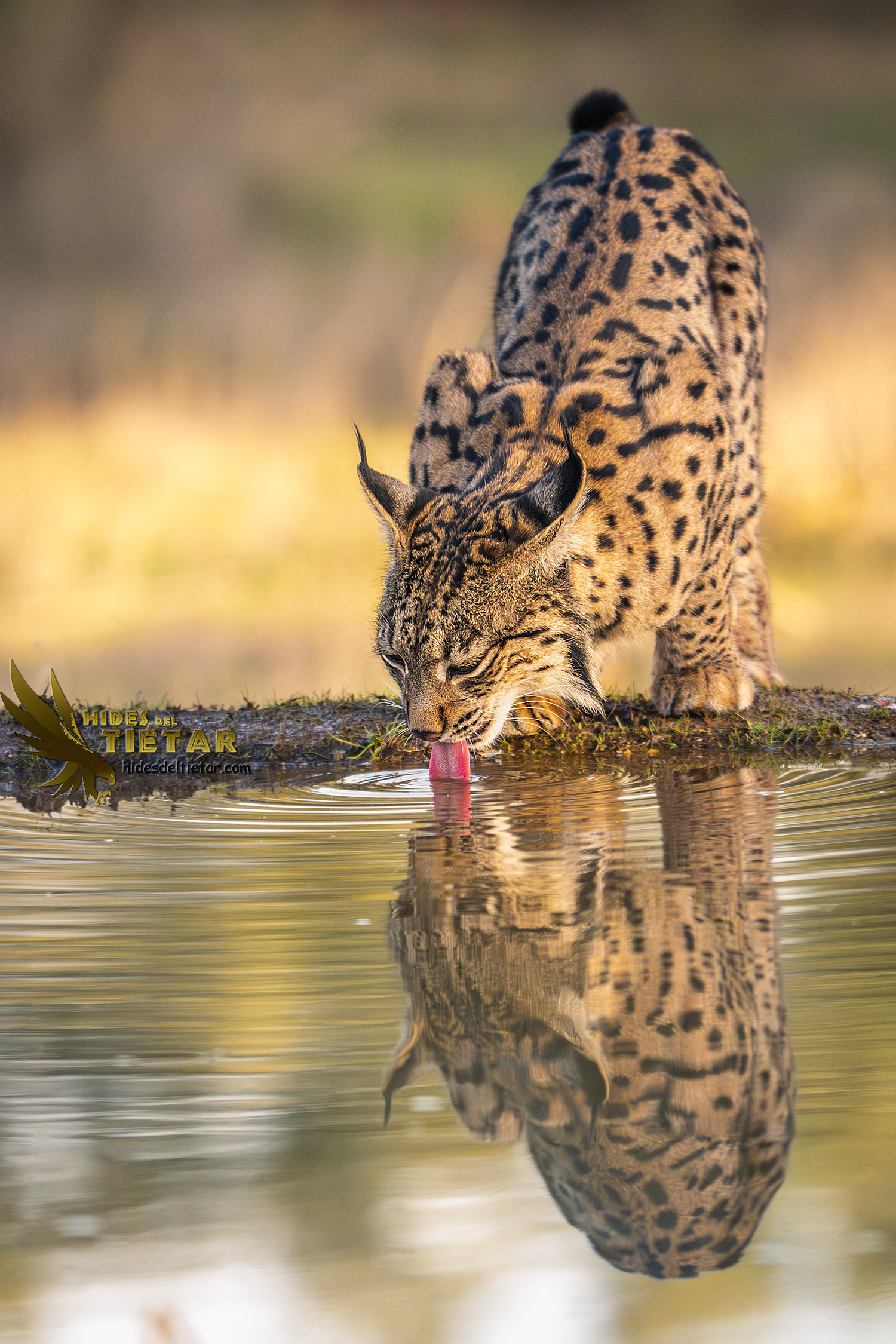 HIDE DE LINCE IBÉRICO